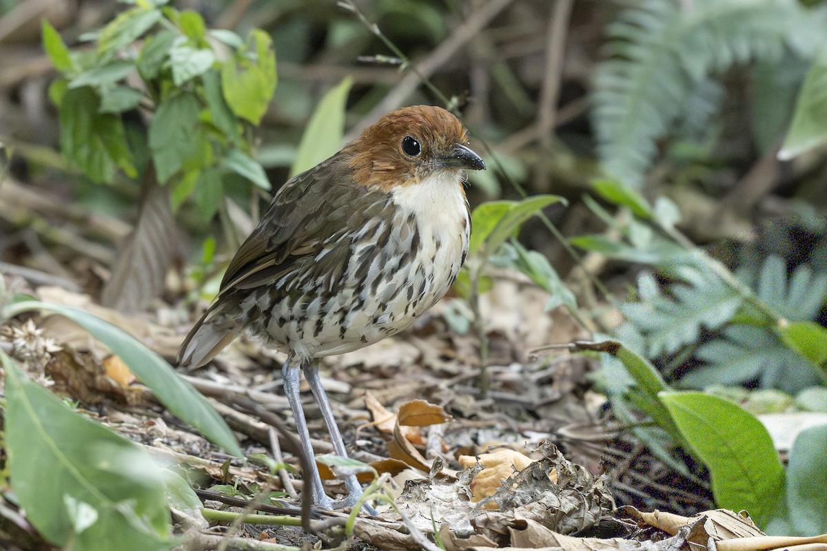 Chestnut-crowned Antpitta - ML644443398