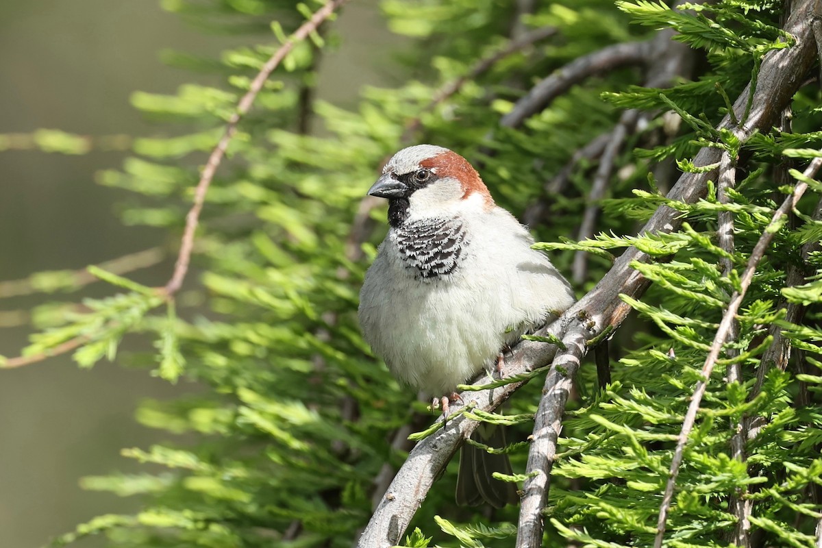 House Sparrow - ML644443400