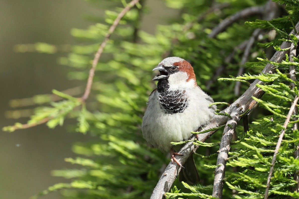 House Sparrow - ML644443402
