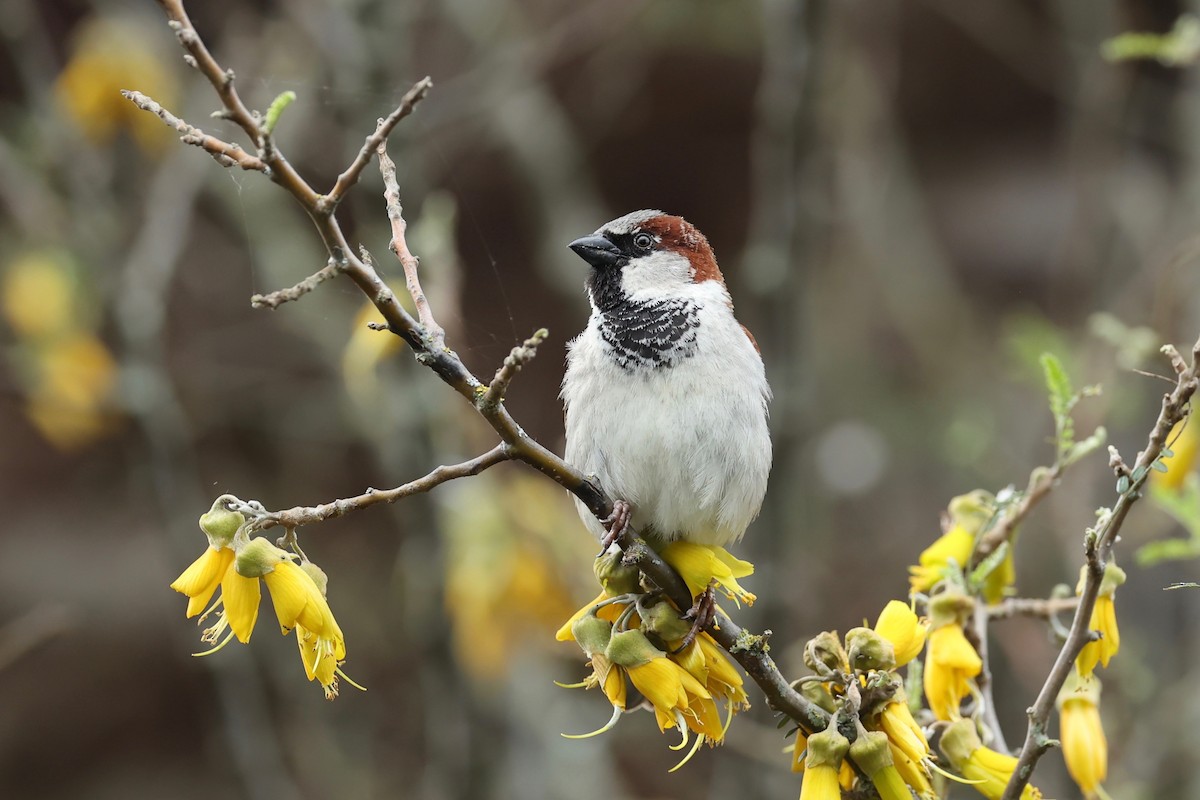 House Sparrow - ML644443403