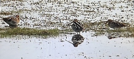 bekasina severoamerická - ML644443410