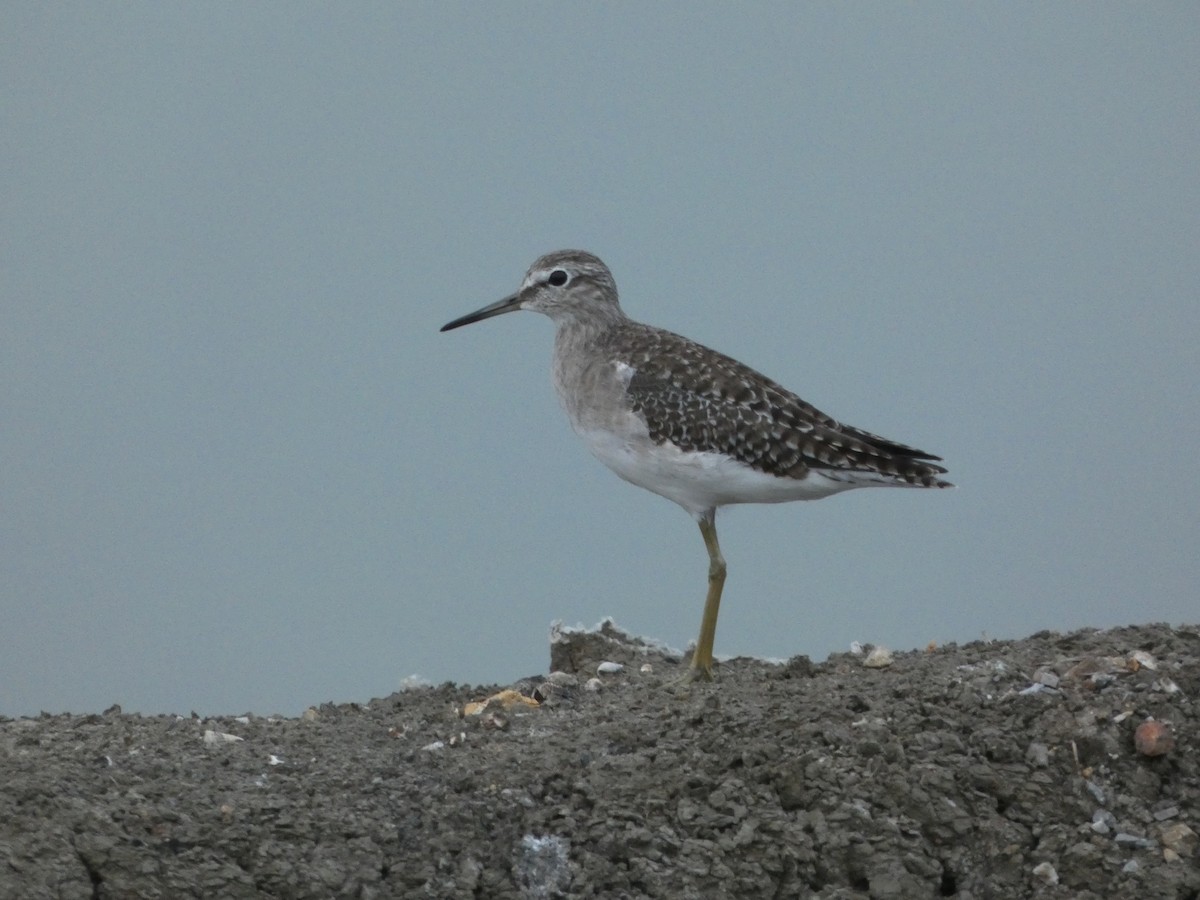 Шугуйн хөгчүү - ML644443415