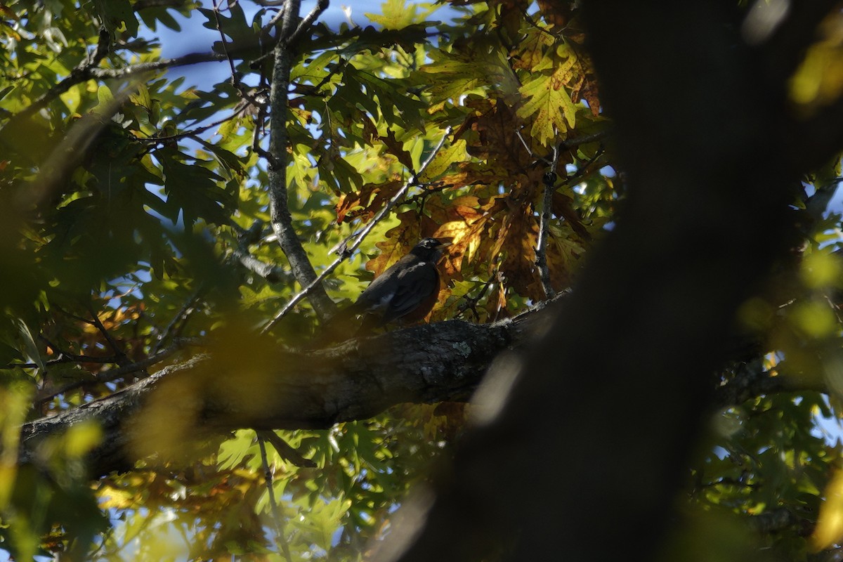 American Robin - ML644443419