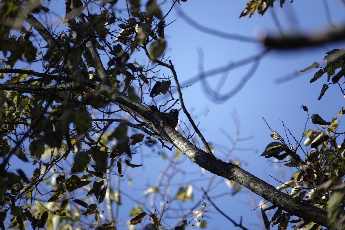American Robin - ML644443420