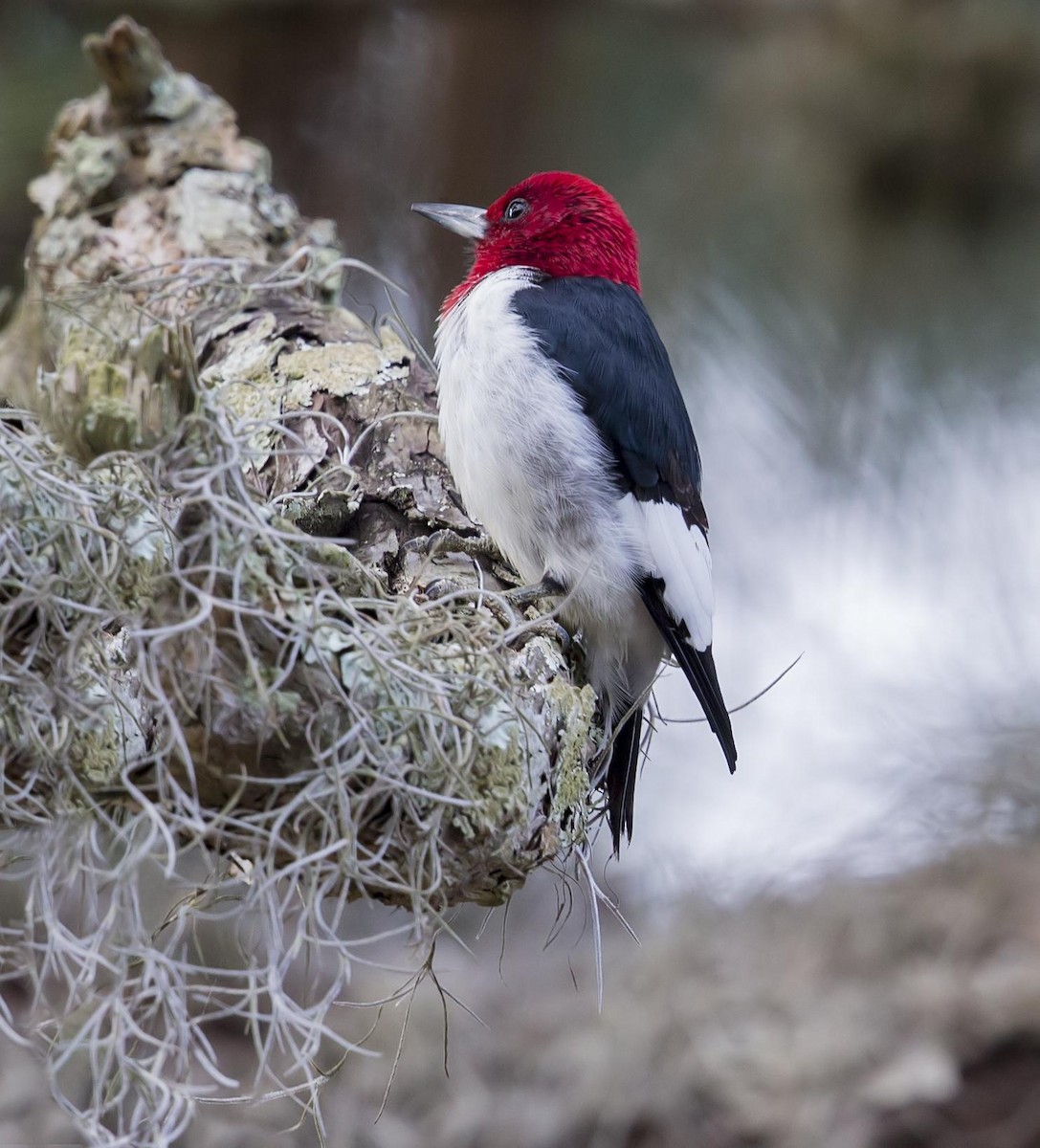 Red-headed Woodpecker - ML644443440