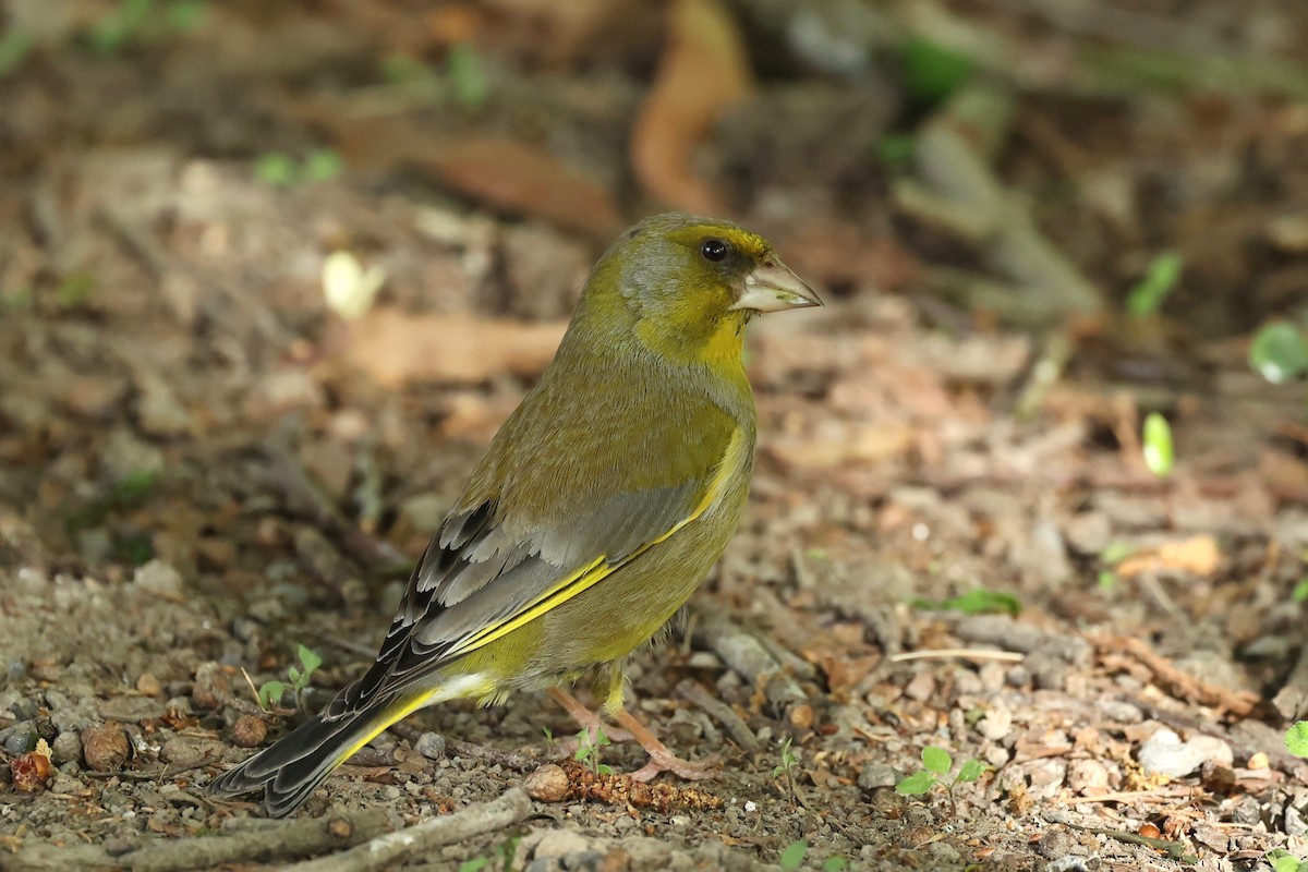 zvonek zelený - ML644443444