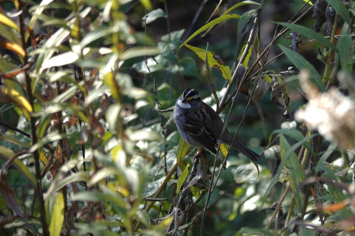 White-throated Sparrow - ML644443445