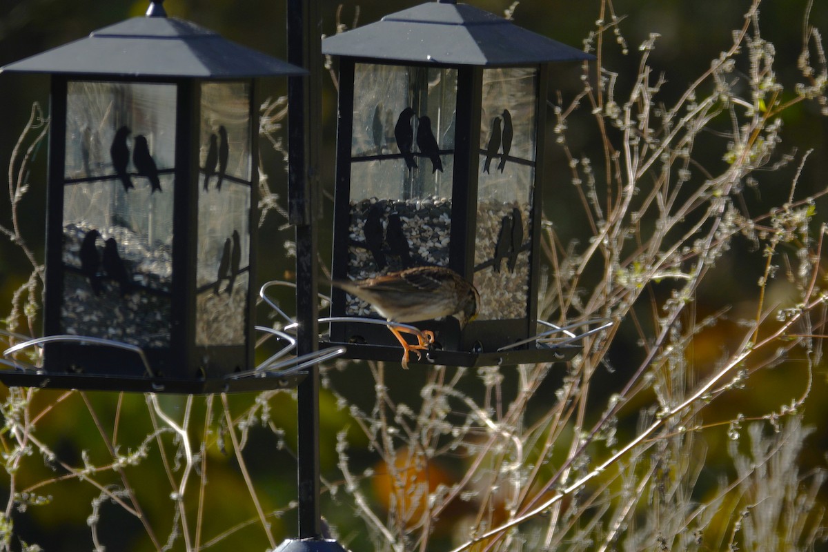 White-throated Sparrow - ML644443446