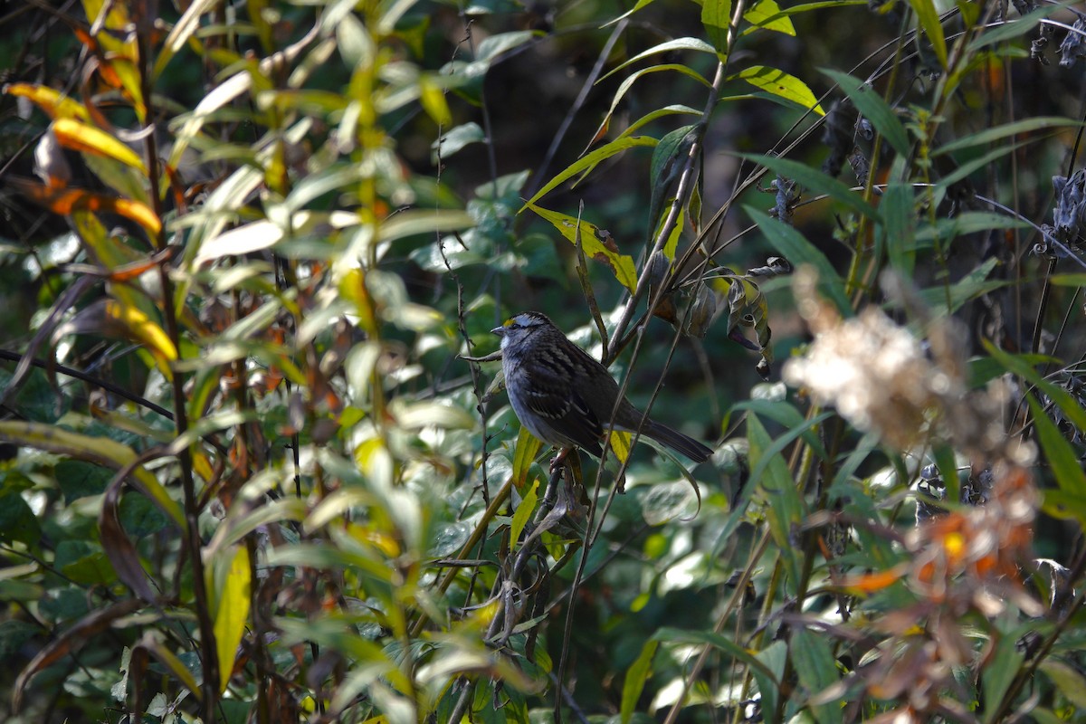 White-throated Sparrow - ML644443447