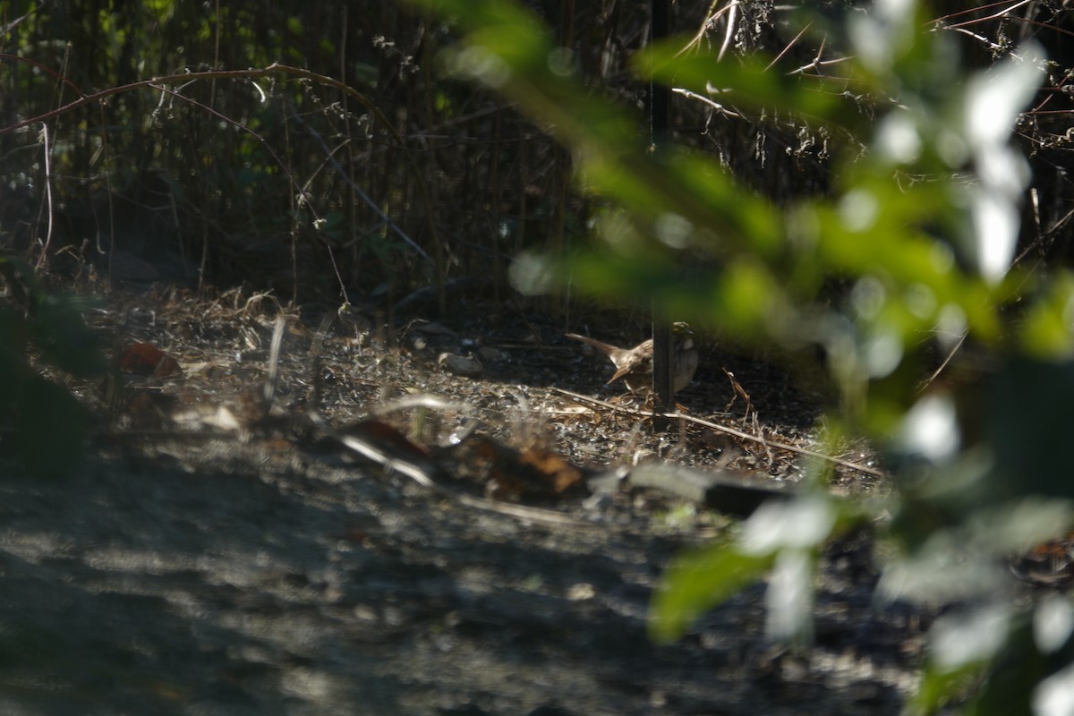 White-throated Sparrow - ML644443448