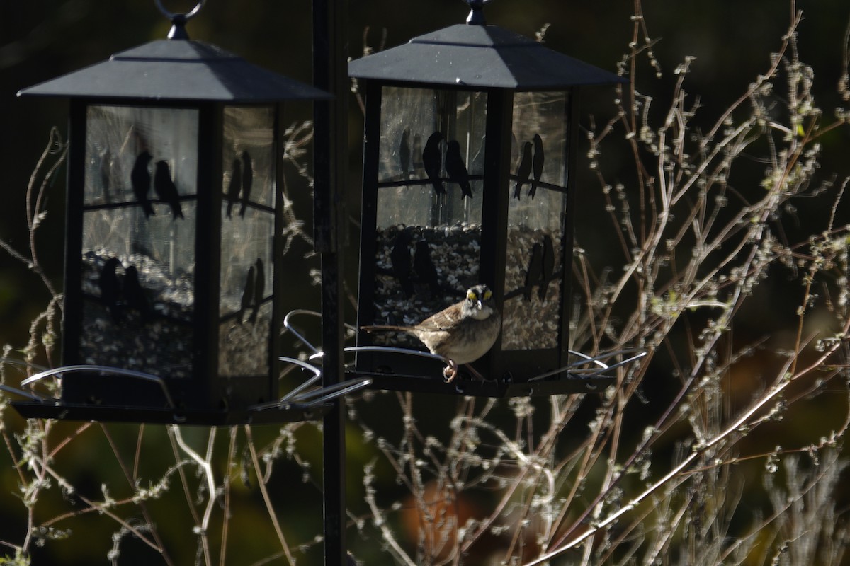 White-throated Sparrow - ML644443449