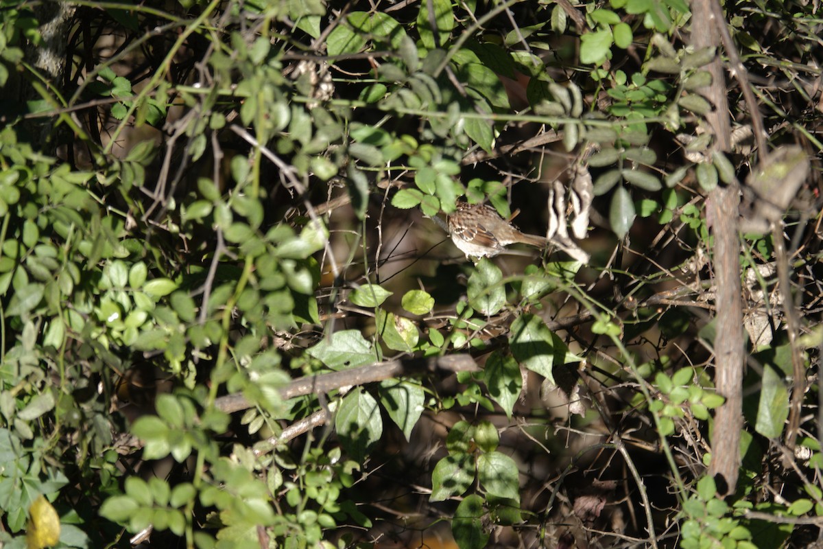 White-throated Sparrow - ML644443450