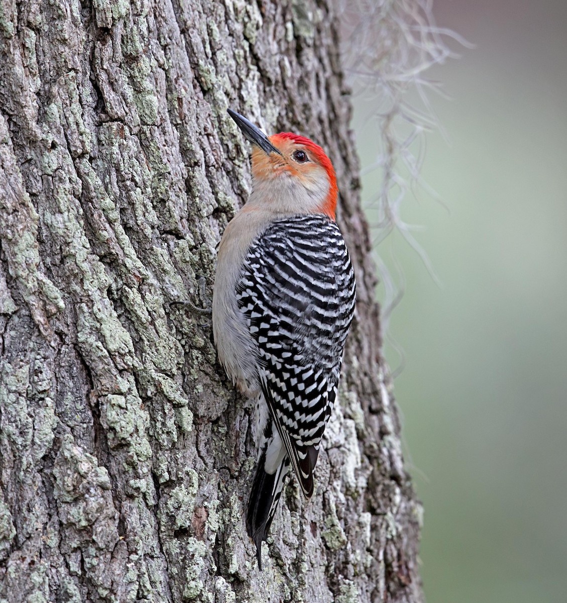 シマセゲラ - ML644443455