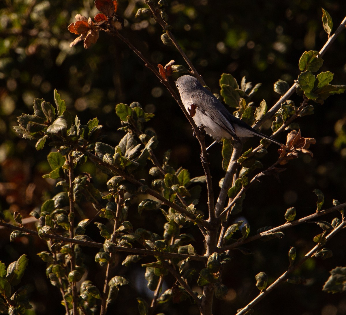 Perlita Grisilla - ML644443460