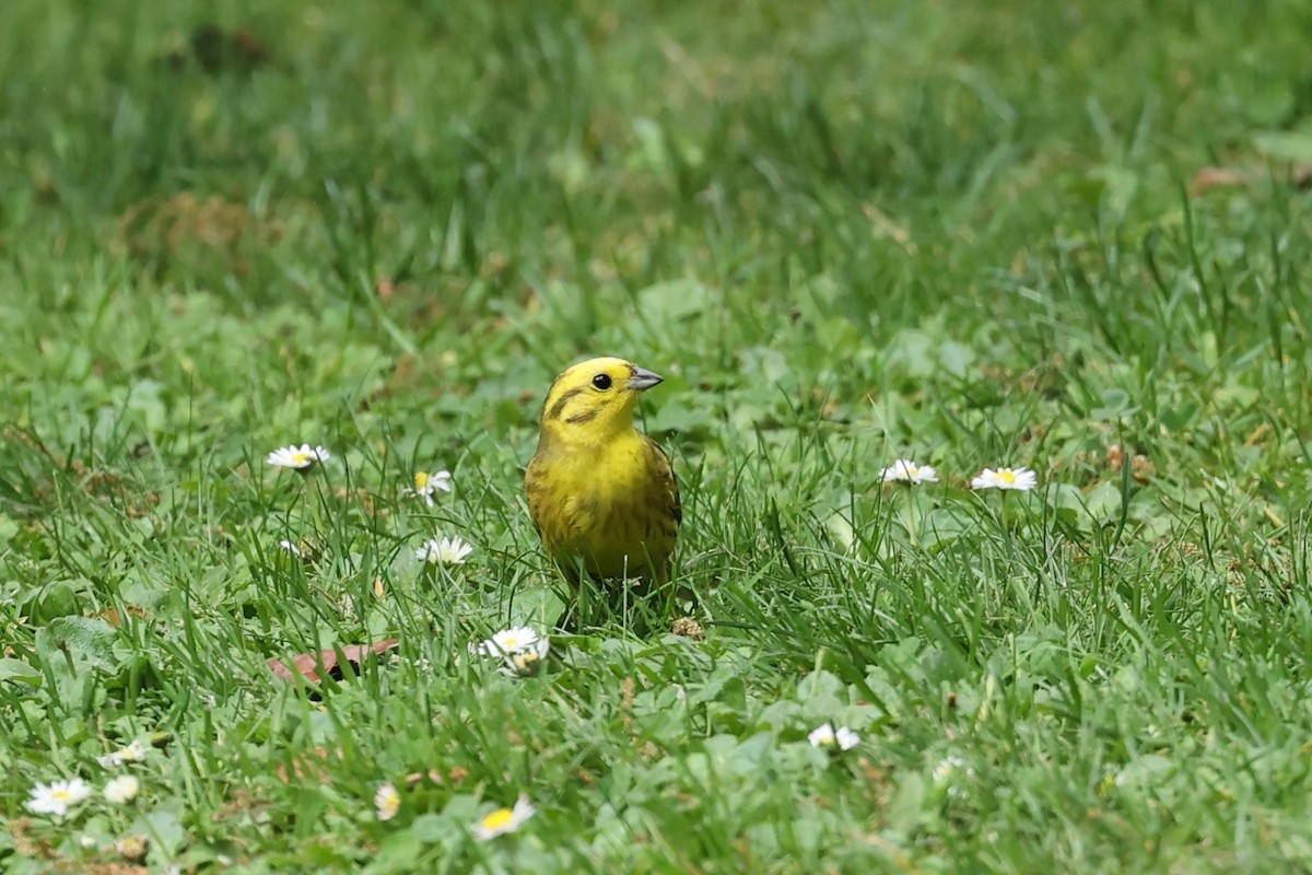 Yellowhammer - ML644443468