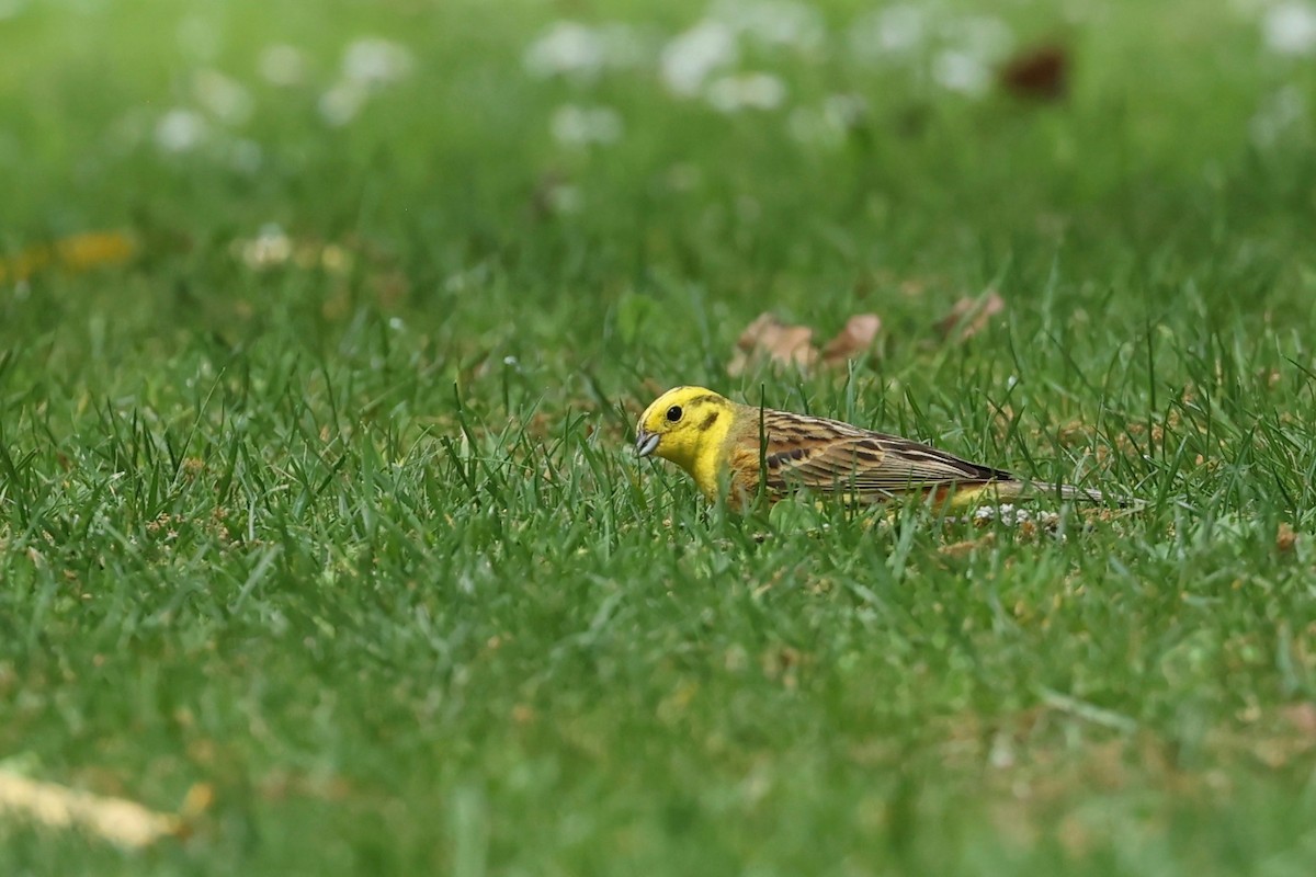 Yellowhammer - ML644443469