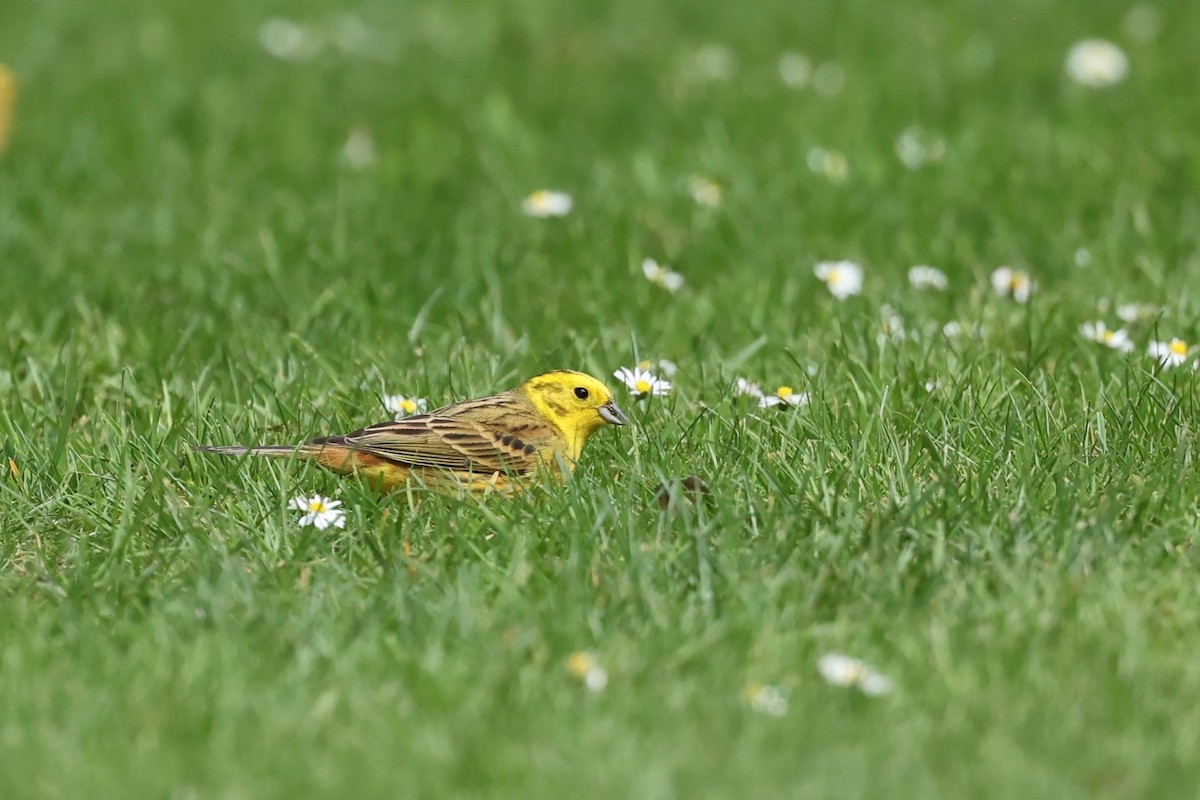 Yellowhammer - ML644443470