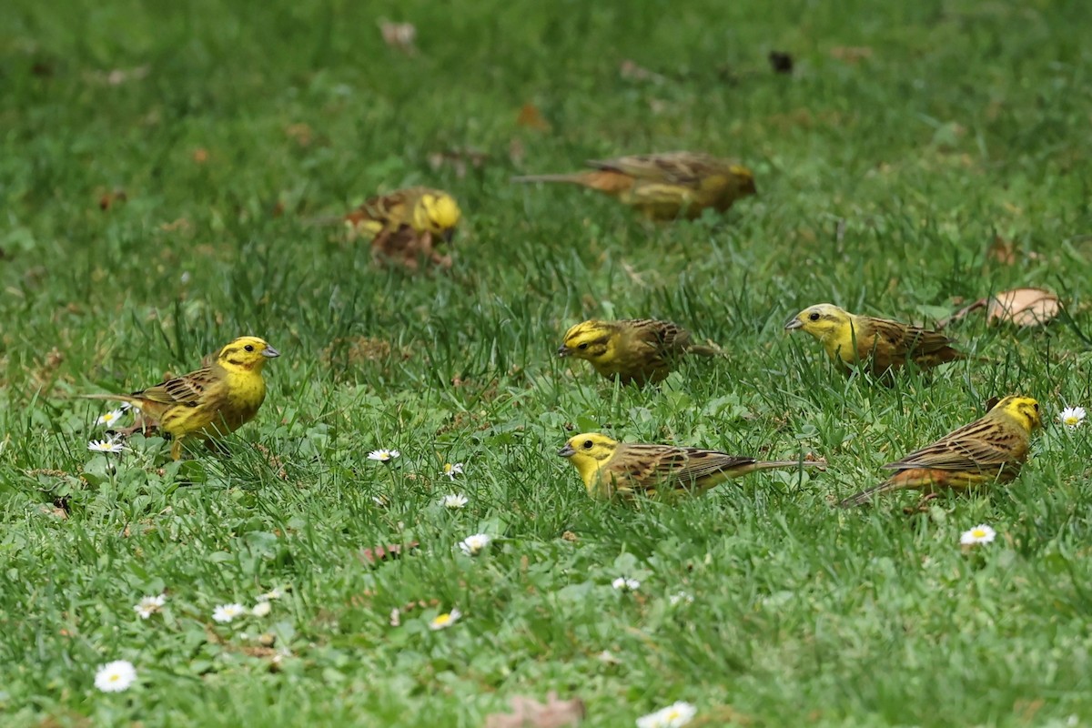 Yellowhammer - ML644443471