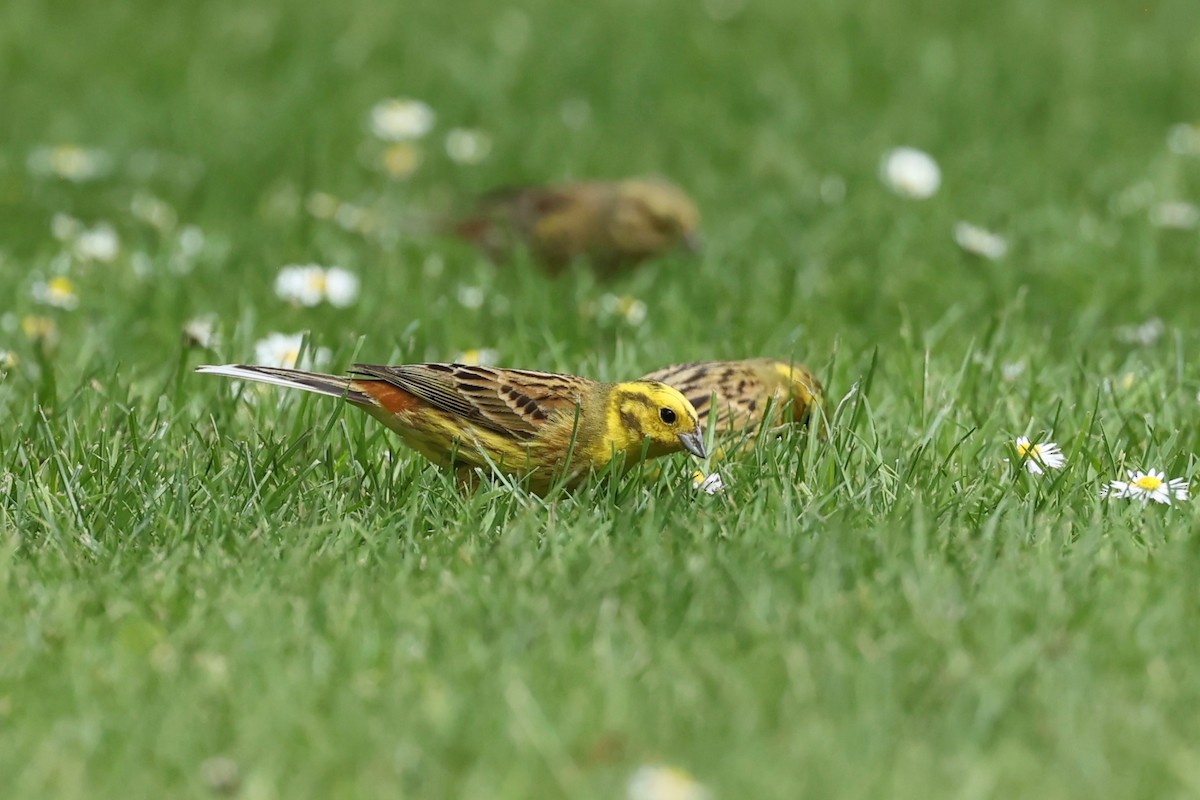 Yellowhammer - ML644443472