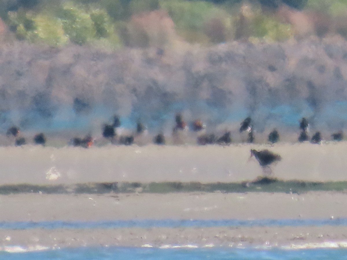 Güney Adası Poyrazkuşu - ML644443496