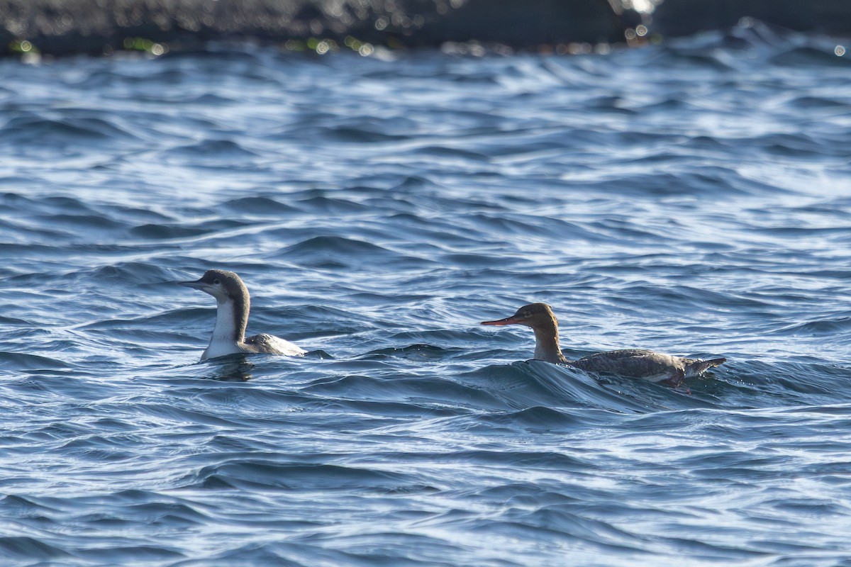 Pacific Loon - ML644443507