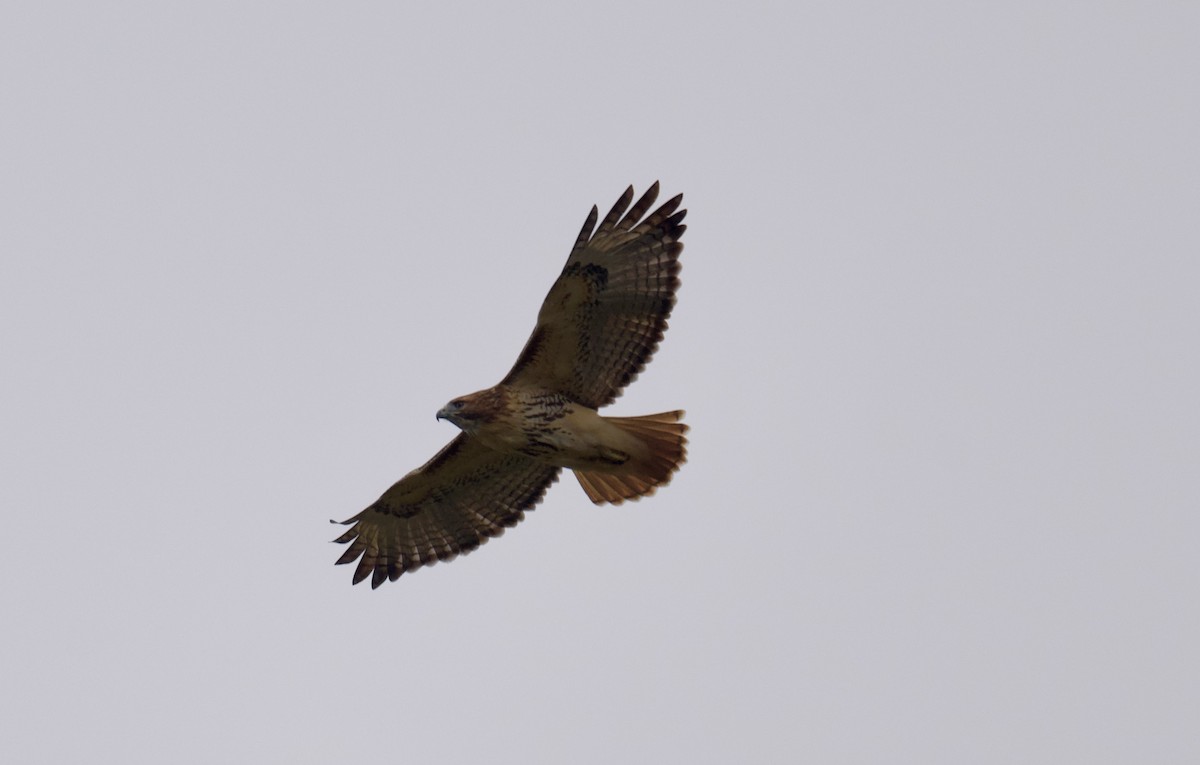 Red-tailed Hawk - ML644443521