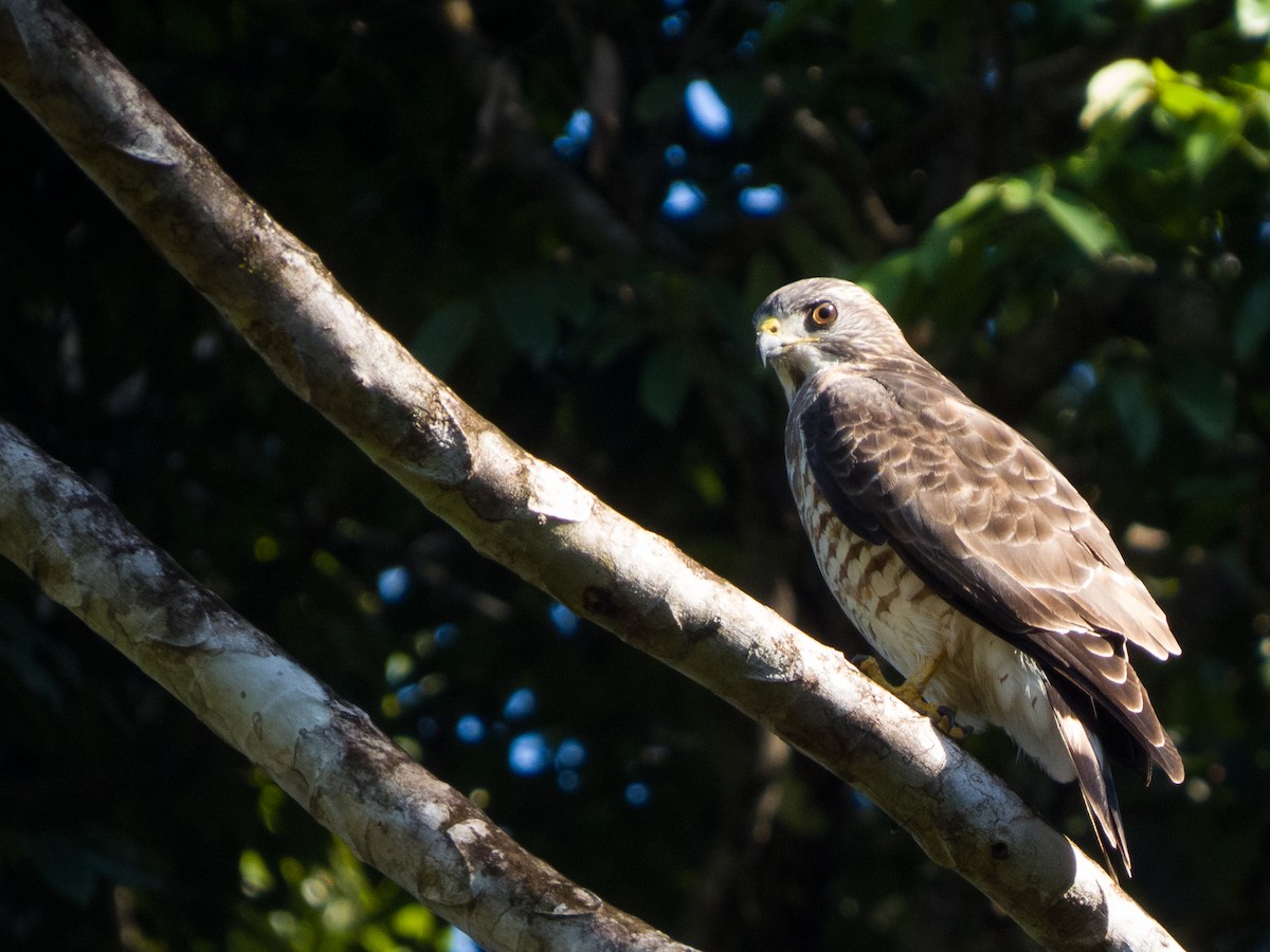 Broad-winged Hawk - ML644443523