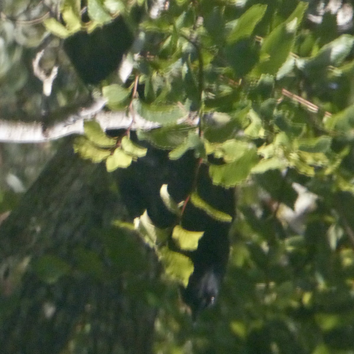 American Crow - ML644443524