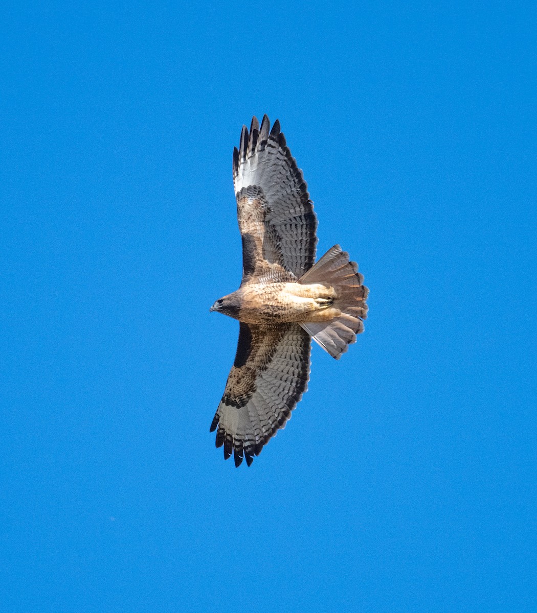 Red-tailed Hawk - ML644443531
