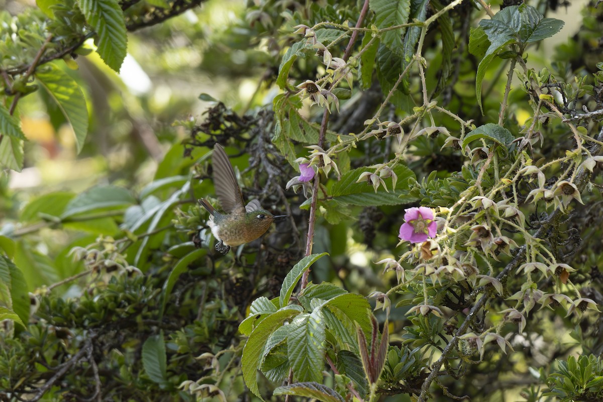 Tyrian Metaltail - ML644443532