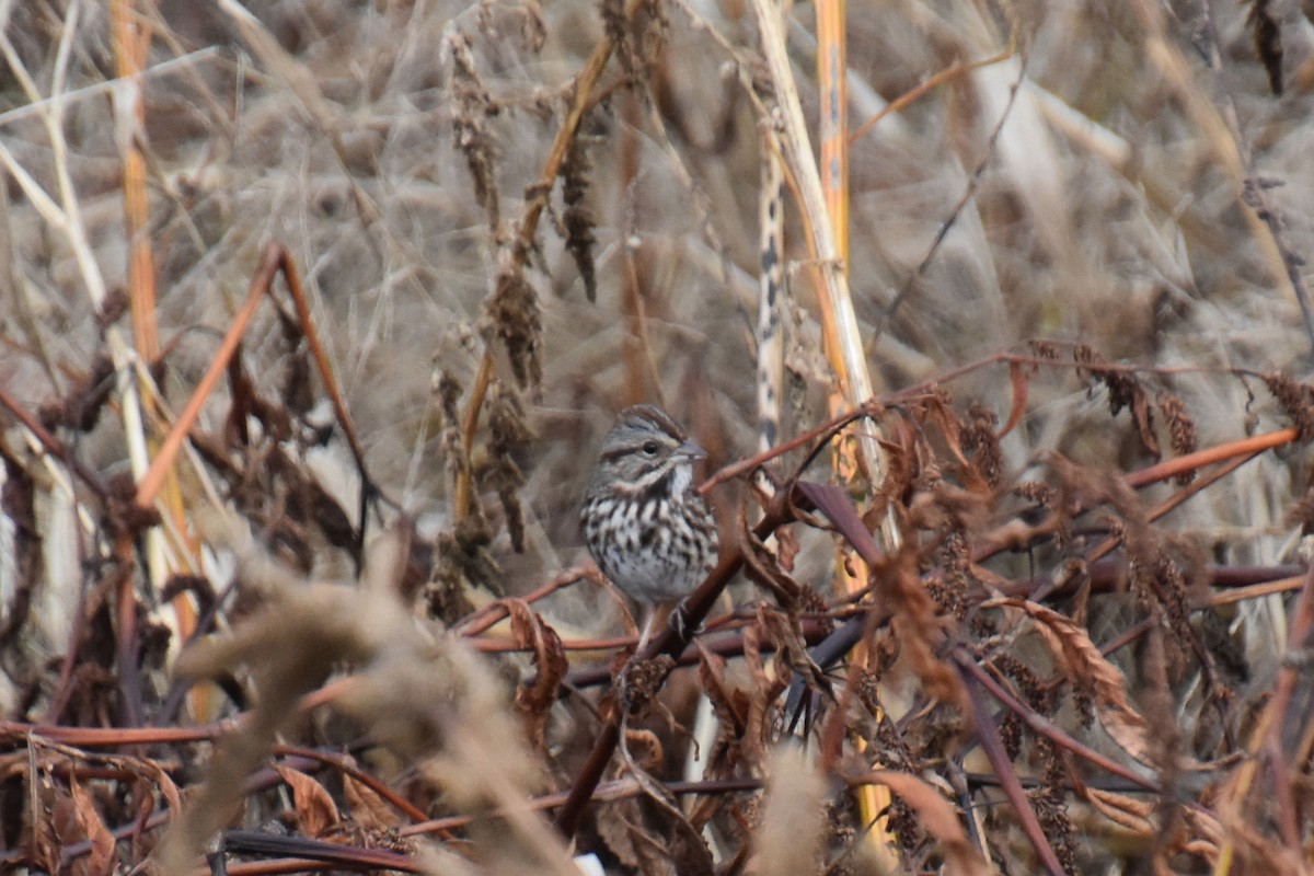 sangspurv - ML644443536