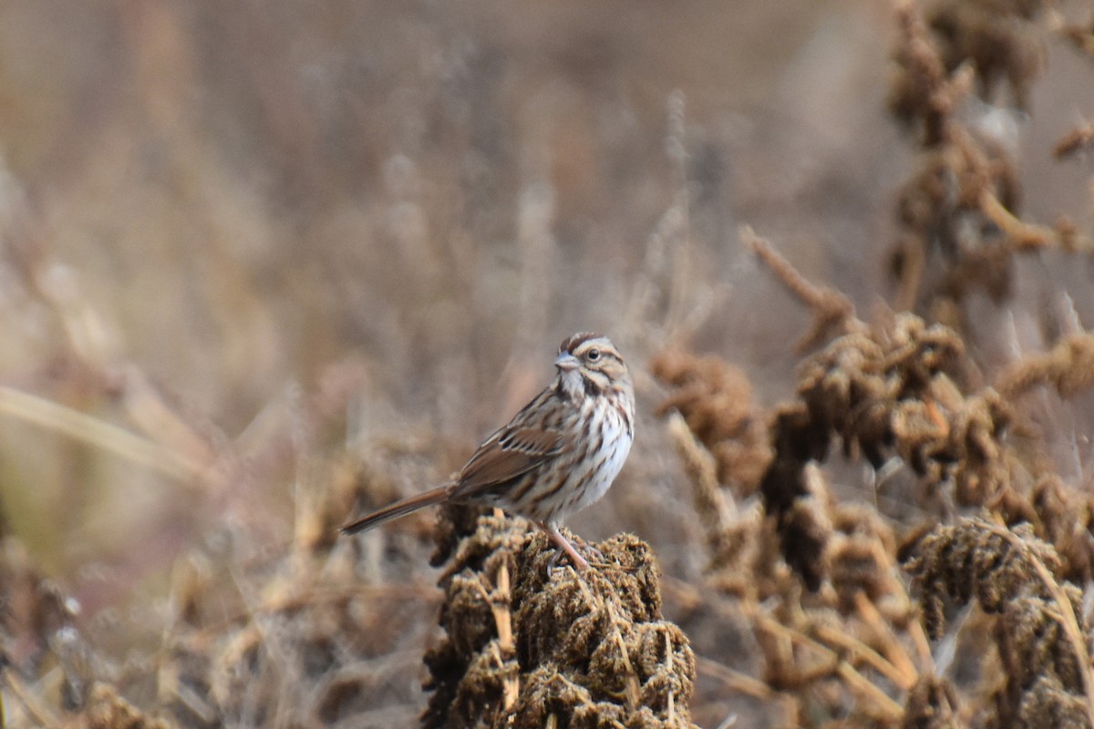 sangspurv - ML644443537