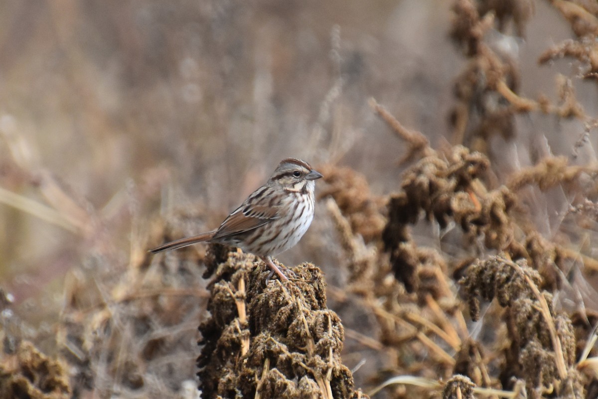 sangspurv - ML644443538