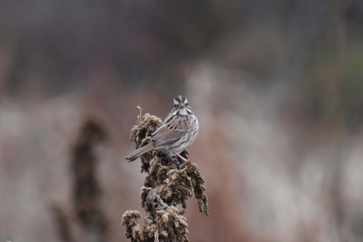 sangspurv - ML644443539