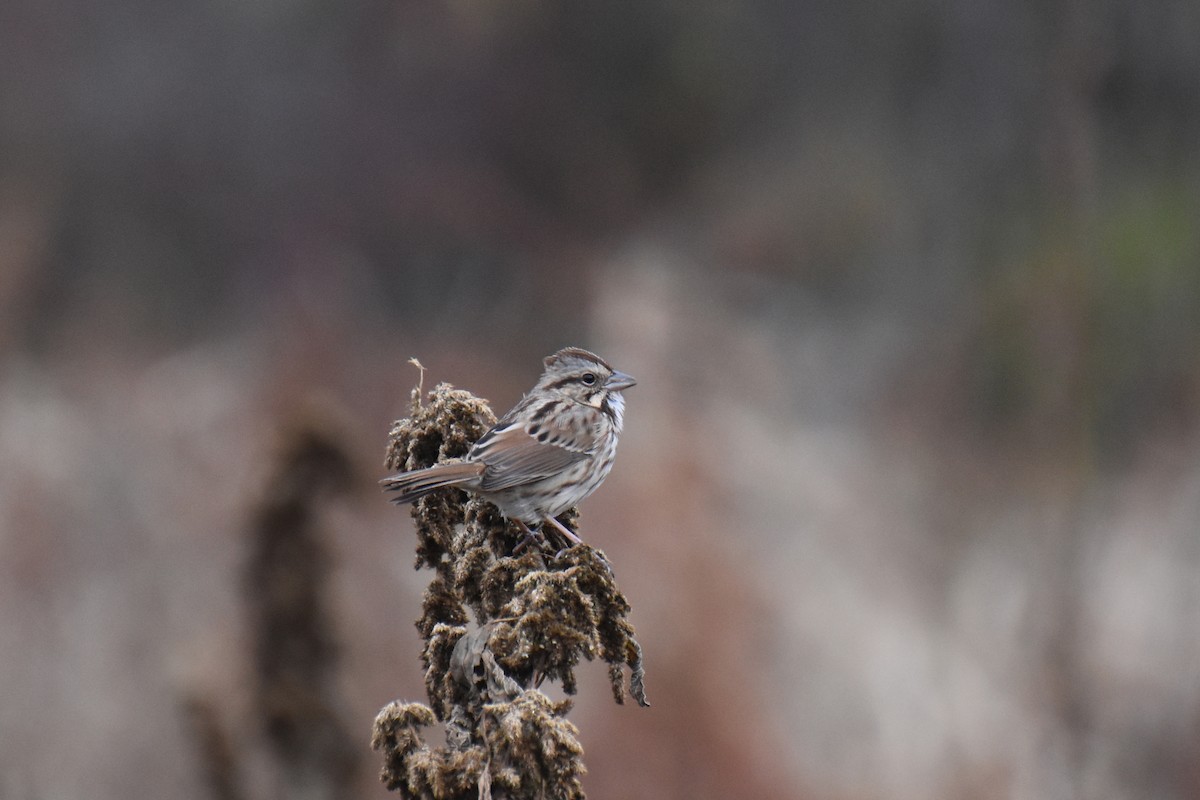 sangspurv - ML644443540