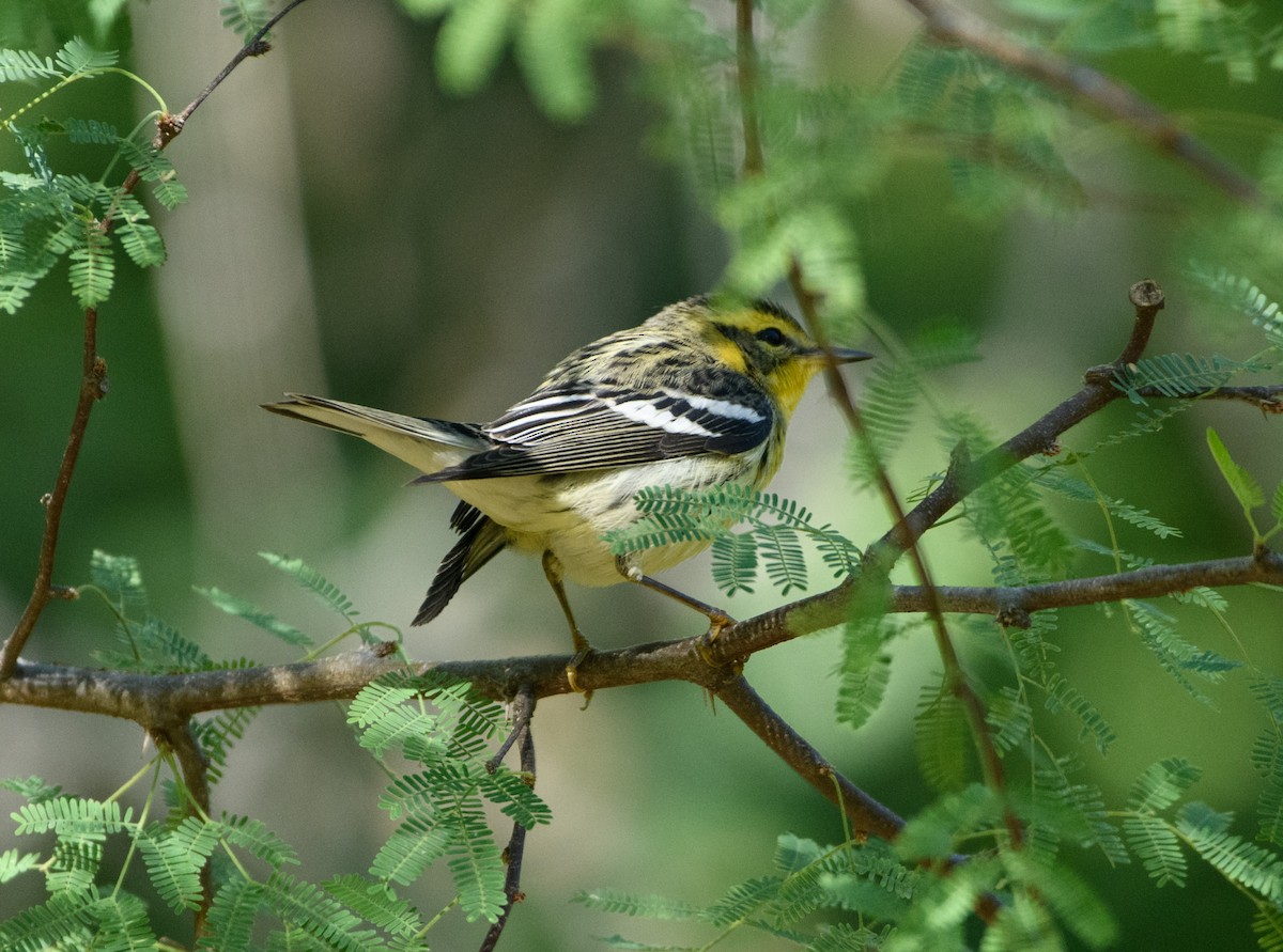 סבכון כתום-גרון - ML644443542