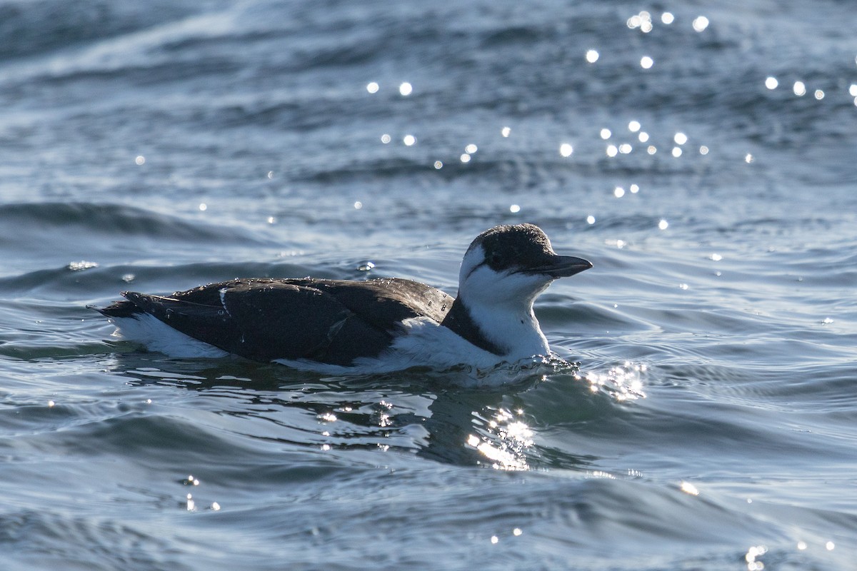 Кайра тонкодзьоба - ML644443549