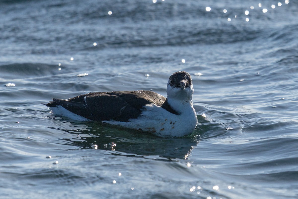 Кайра тонкодзьоба - ML644443550
