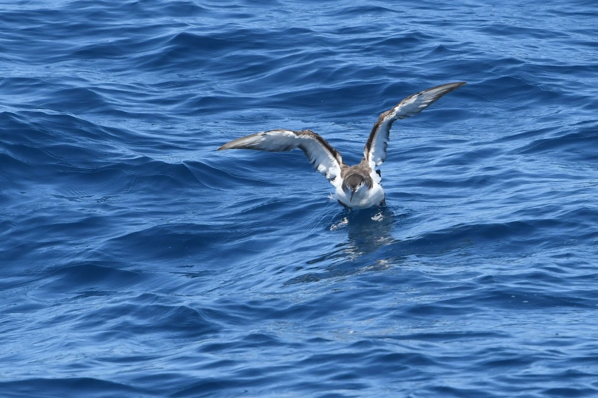 Буллеров буревестник - ML644443554