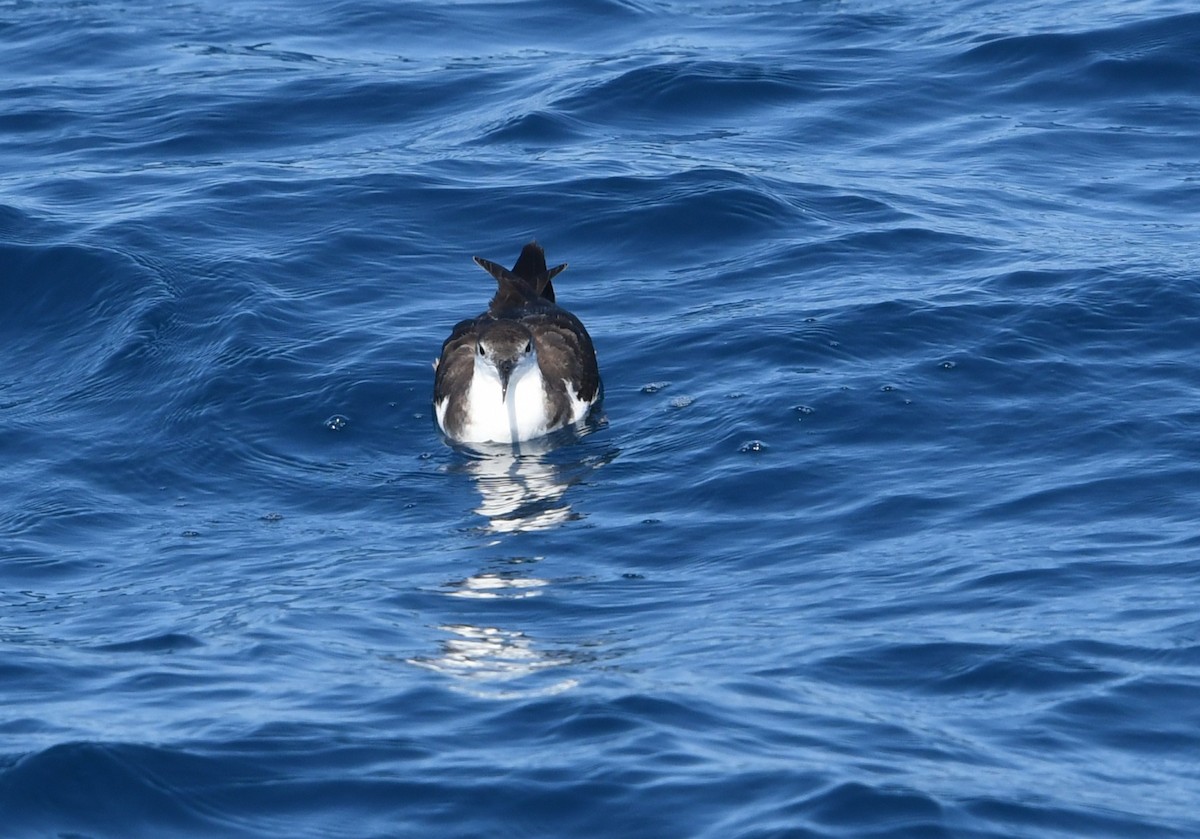 Буллеров буревестник - ML644443555