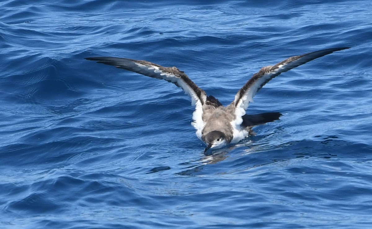 Буллеров буревестник - ML644443556