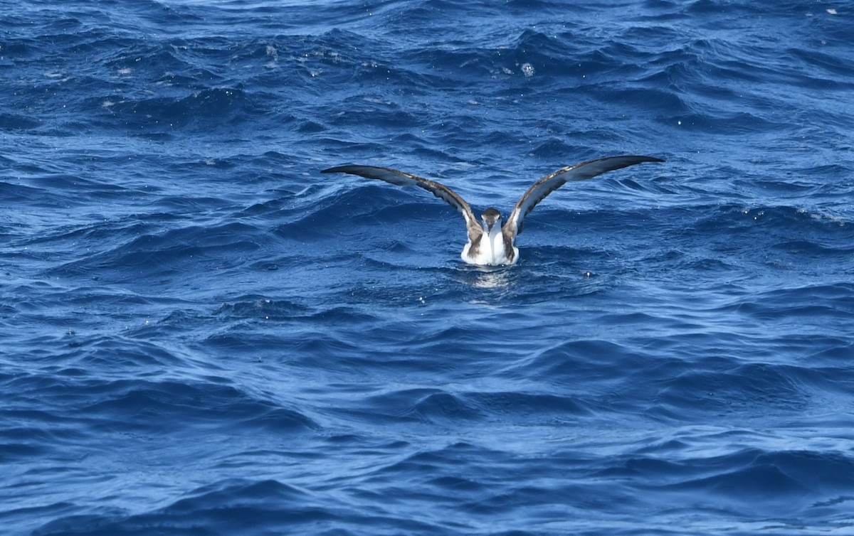 Буллеров буревестник - ML644443557