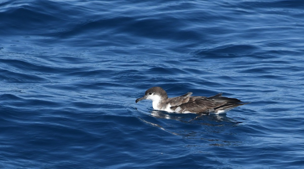 Буллеров буревестник - ML644443558