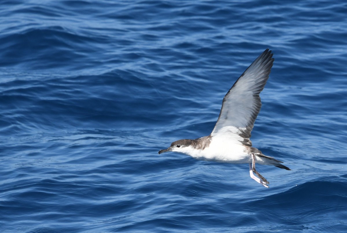 Буллеров буревестник - ML644443559