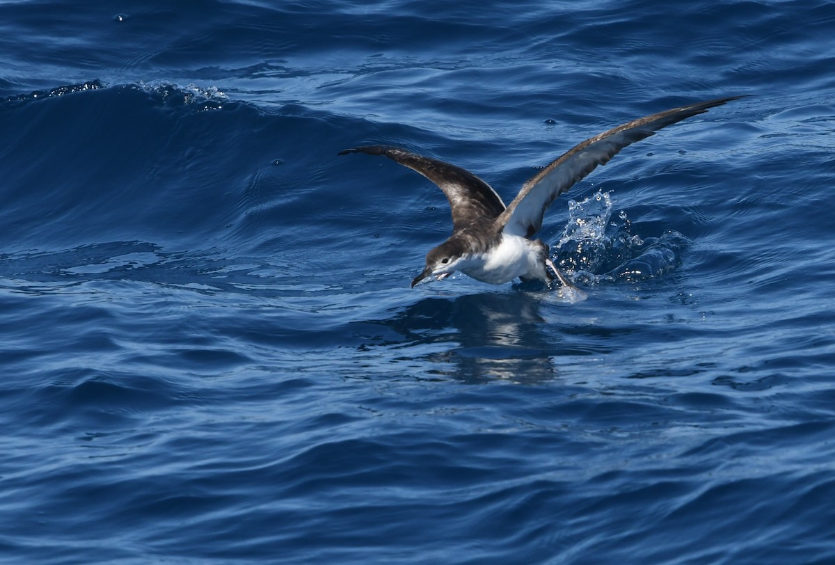 Буллеров буревестник - ML644443560