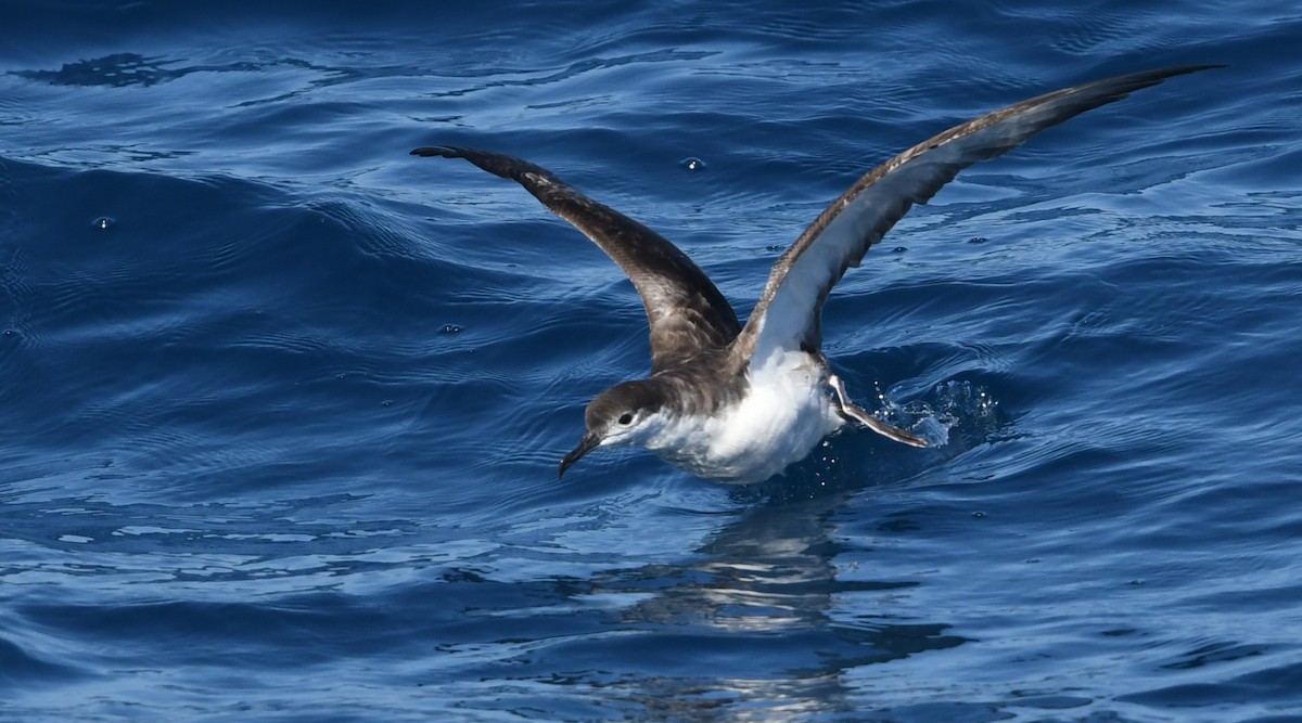 Буллеров буревестник - ML644443561