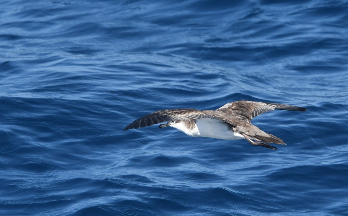 Буллеров буревестник - ML644443562