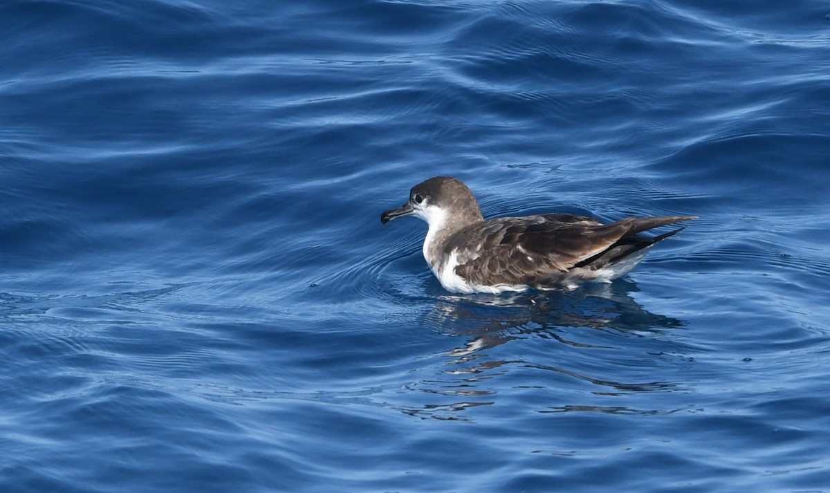 Буллеров буревестник - ML644443563