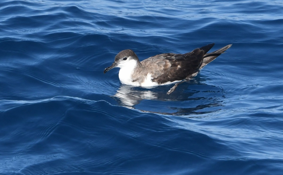 Буллеров буревестник - ML644443564