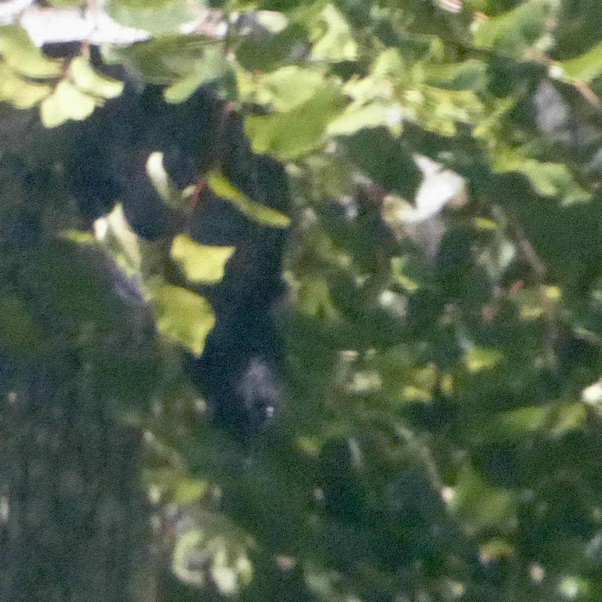 American Crow - ML644443566